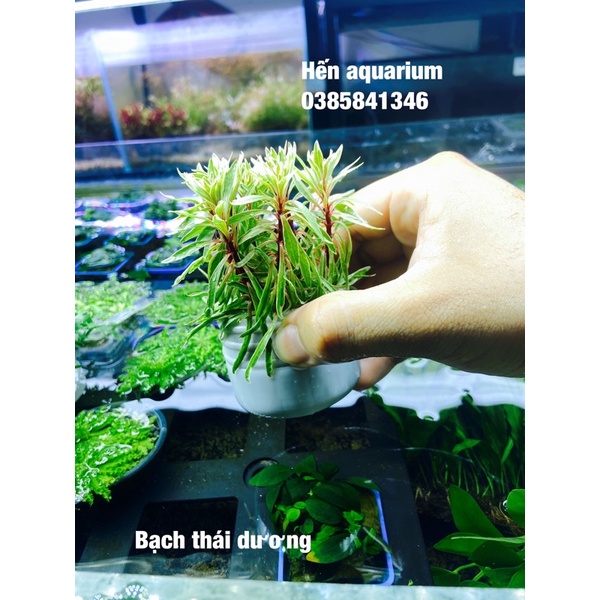 Cây thuỷ sinh bạch thái dương : combo 8️⃣ k / 5 cây