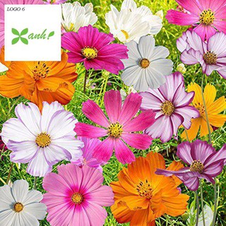 Hạt giống Sao nhái mix (100 hạt)