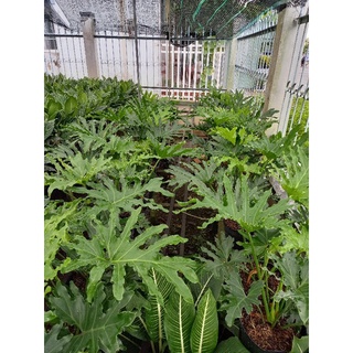 Cây Trầu bà Thanh Xuân