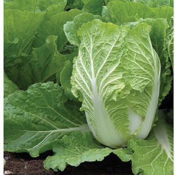 HẠT GIỐNG CẢI THẢO (NN304) - 1G