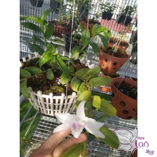 Lan Phi Điệp 🍀FREESHIP🍀 Hồng Yên Thủy [ Ươm Kie ]