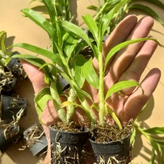 Hoàng Thảo Phật ngọc (99k/ 3 chậu)cây giống cấy mô thích hợp với mọi miền..