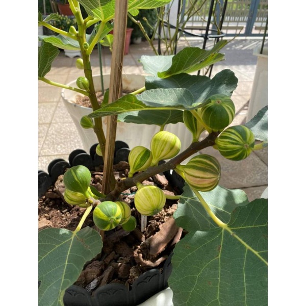 SUNG MỸ SỌC GIỐNG CÂY KHỎE NHANH RA TRÁI