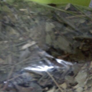 Chè Vằng lá sẻ