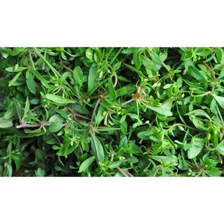 Hạt giống rau đắng đất - (Gói 0.1gram)