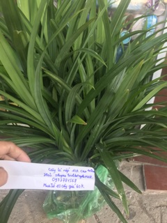 3 Cây lá nếp (còn hàng)