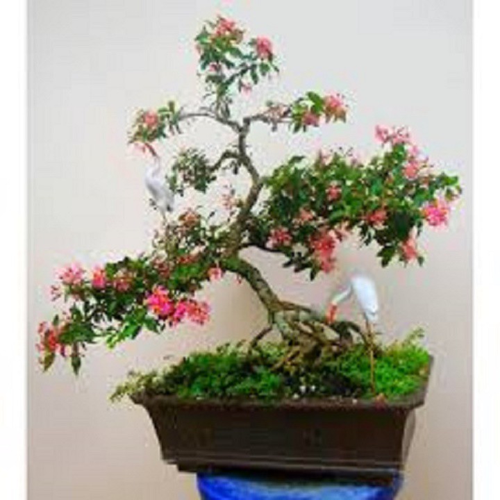 combo 2 bầu cây giống Hồng ngọc mai bonsai , cây giống gửi đi nguyên bầu