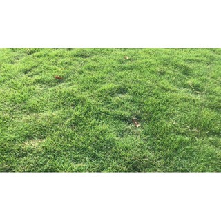 Hạt Giống Thảm Cỏ Bermuda gói 10 gram