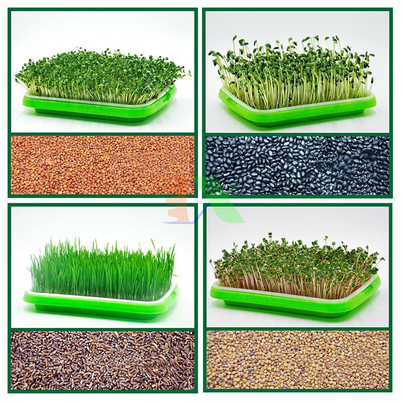 Combo 10 khay trồng rau mầm thủy canh loại tốt nhựa nguyên sinh