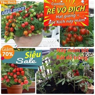 [Combo rẻ vô địch HẠT GIỐNG + GÓI  KÍCH NẢY MẦM] - 10 Hạt Giống Cà Chua Cherry Đỏ