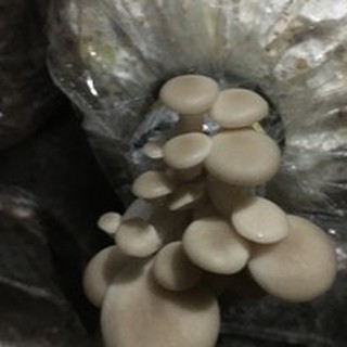 Phôi Nấm Bào Ngư 🍄 cực đễ trồng 🍄