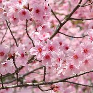 Hạt giống hoa anh đào NHẬT