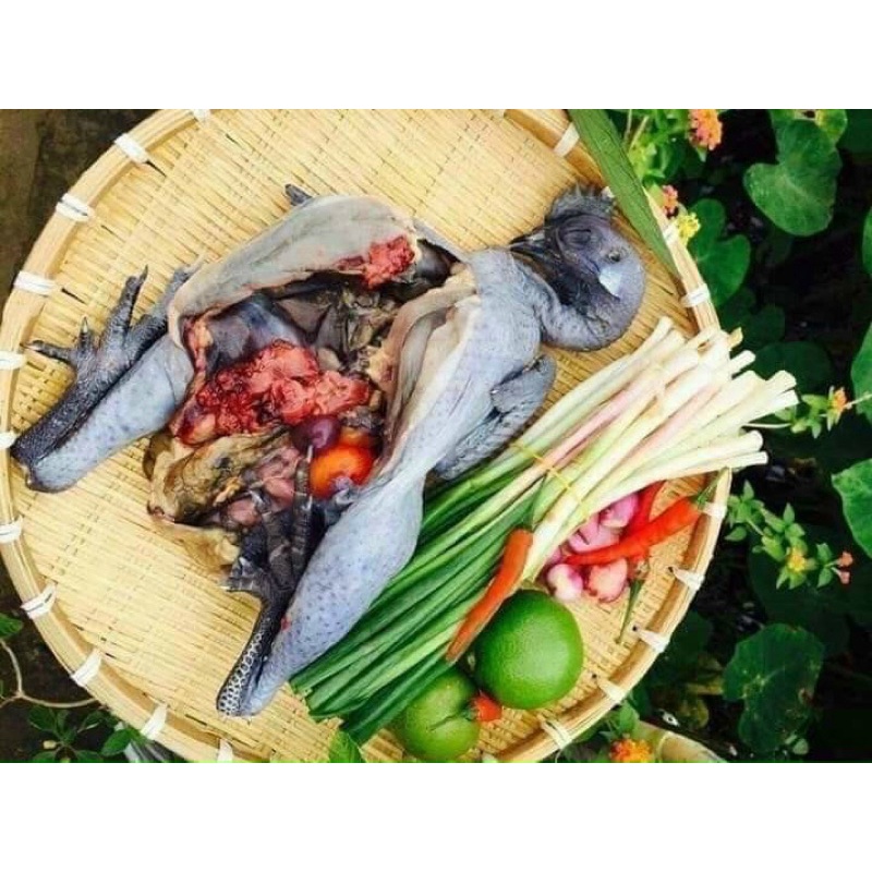 Gà Ác Nguyên Con(500-700gr)-có con có thể có trứng luôn