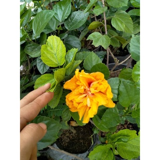 Cây Hoa Bông Bụt Thái Kép (Cây bông bụp thái kép)