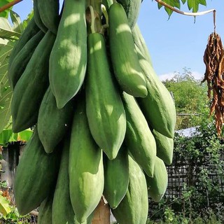 5 HẠT GIỐNG ĐU ĐỦ RUỘT ĐỎ