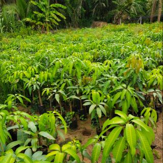 Xoài đài Loan 39k/ cây