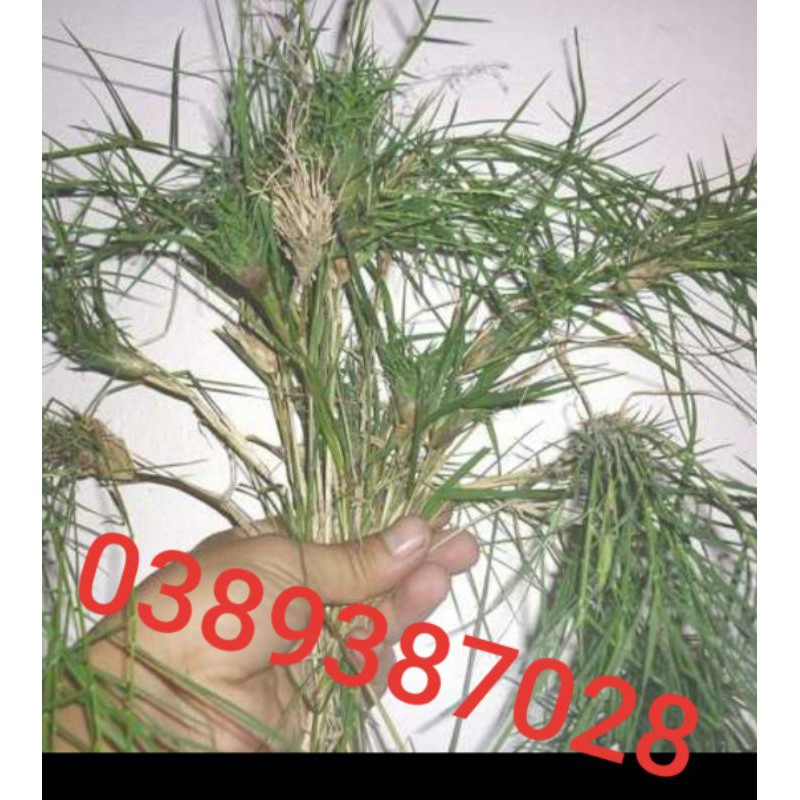 cây cỏ gà,500g