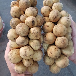 Cây giống Bòn Bon Thái ghép, chuẩn giống