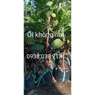 CÂY ỔI KHÔNG HẠT