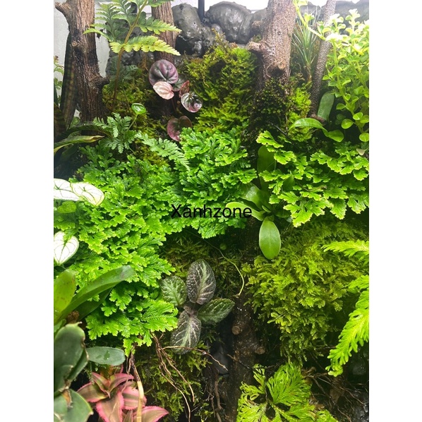 quyển bá móc. set hồ bán cạn, terrarium, non bộ, tiểu cảnh