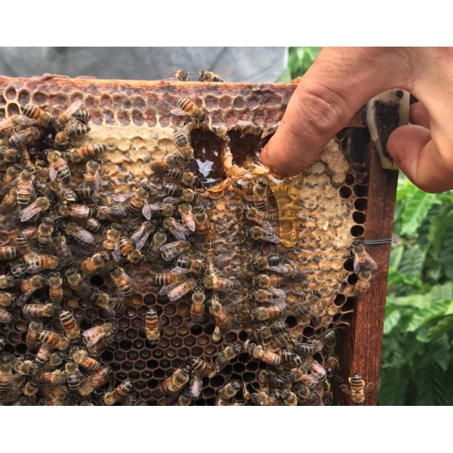 [ FREE SHIP ] CHUYÊN Mật Ong Nguyên Chất Rừng Tây Nguyên - Giá Gốc tại Trang Trại - trực tiếp từ người khai thác ong.