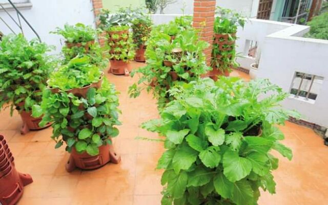 Tháp trồng rau hữu cơ  Eco Việt Nam tại TP HCM