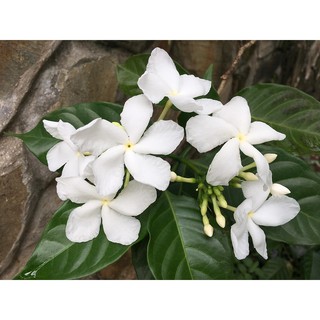Hoa Lài Tây - Cây Cảnh