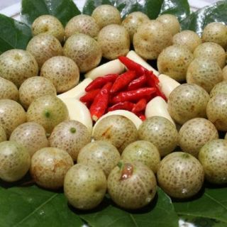 CÂY GIỐNG MẮC MẬT