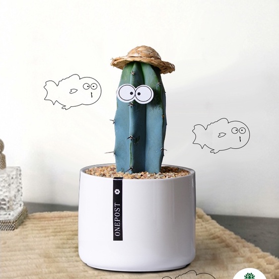 FREESHIP - Xương rồng trụ đủ loại - Sẵn chậu nhựa 7x7 - soen sen