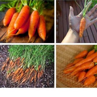 HẠT GIỐNG CÀ RỐT MINI