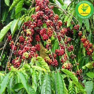 Cây Cà Phê arabica