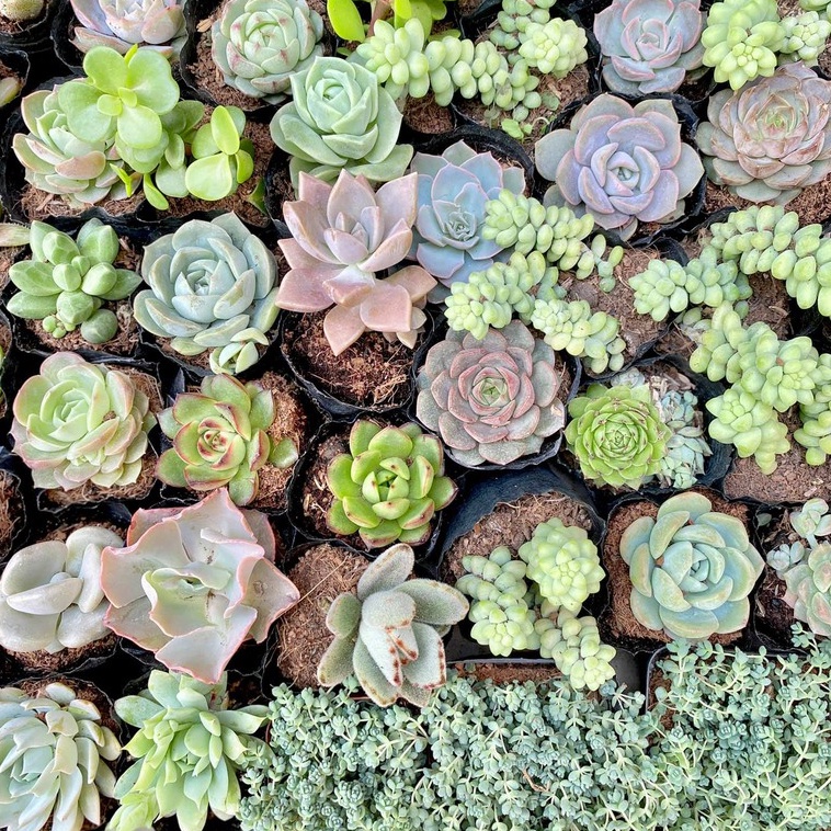 Sen đá mini siêu xinh