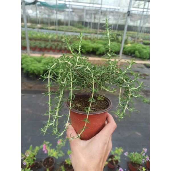 Hương thảo rủ thuần bắc