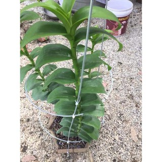 combo 2 ki phi điệp lá mít pù luông bản lá đẹp mặt hoa cực đẹp, ki tách thân, chuẩn mặt hoa