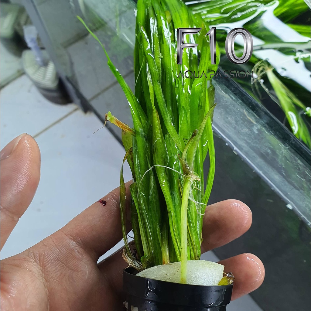 Hẹ Thẳng - Cây thủy sinh hậu cảnh đẹp