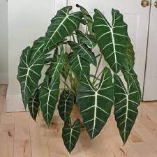 Cây Alocasia Frydek - Môn nhung - Cây khoẻ, nhiều lá