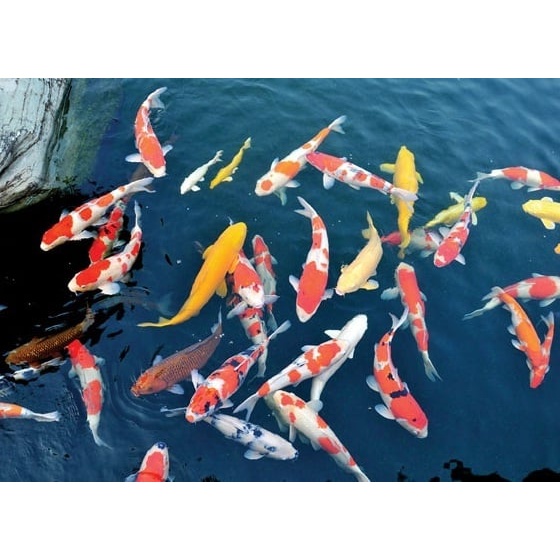 Vi sinh xử lý nước cho hồ ngoài trời TANCHO _KOI  BAO BÌ MỚI