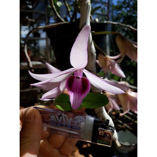 Di Linh Tam Bố chai giống to 45-55 cây