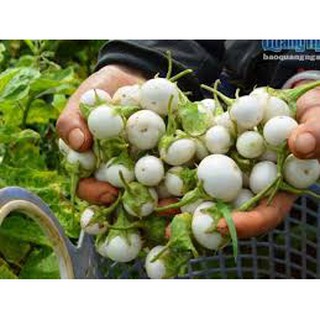 50 Hạt giống cà pháo trắng