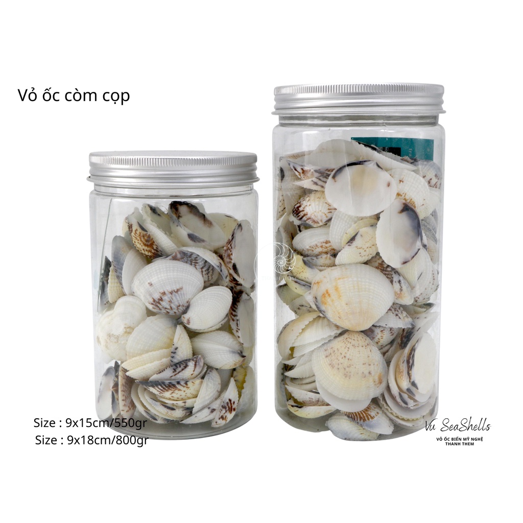 Vỏ Ốc Biển - Hủ Vỏ Còm Cọp - Dùng Trong Trang Trí - Decor Chụp Ảnh