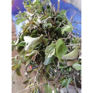 sỉ giá gốc 1kg cây tầm gửi gạo tía khô