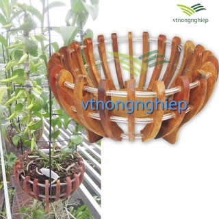 Chậu gỗ trồng lan phi 30, mẫu bí, gỗ căm xe, đường kính lọt lòng 30cm