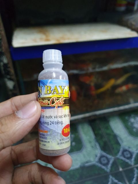 COMBO MÁY OXY BỘ ẤP ARTEMIA ẤP MỸ DÀNH CHO CÁ GUPPY BETTA