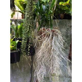 Phân bón siêu ra rễ Root New đậm đặc nhập khẩu- chuyên dụng.
