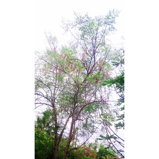 Hạt giống cây chùm ngây