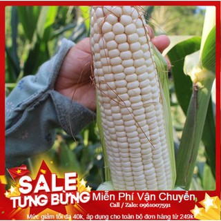 Hạt Giống Ngô Nếp