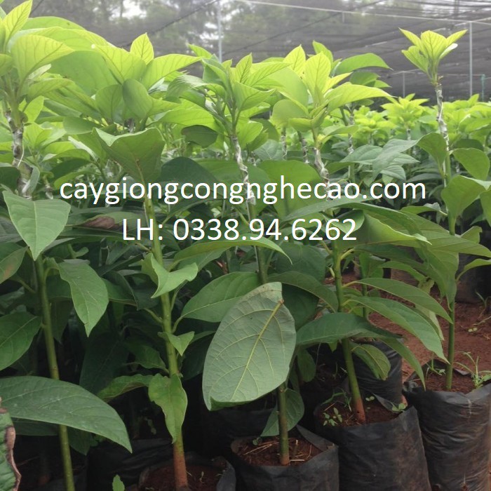 Giống cây Bơ Sáp