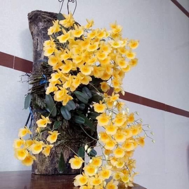Lan Vảy Rồng, Lan Rừng