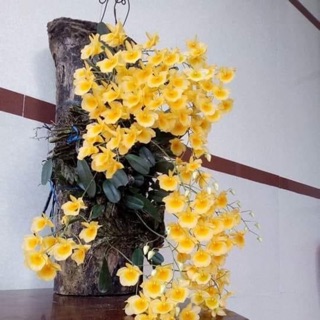 Lan vảy rồng, lan rừng