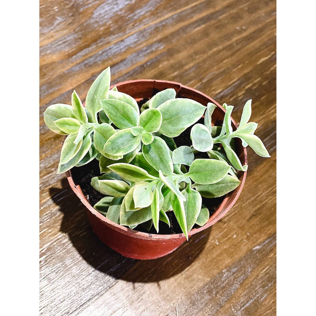 Cây Aptenia cordifolia Variegated Baby Sun Rose (Cây Babysun Rose) (Chậu Nhựa 10cm x 10cm)